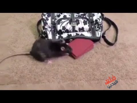 شاهد فأر يسرق محفظة نقود من حقيبة نسائية