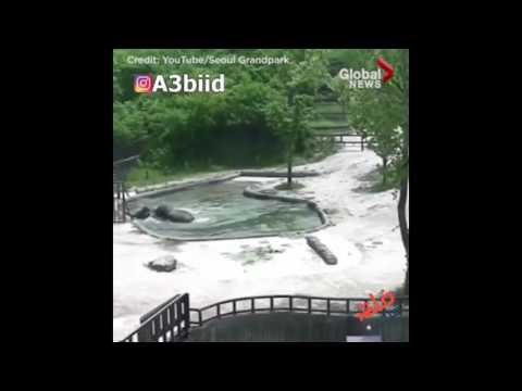 شاهد فيل صغير يغرق في بحيرة