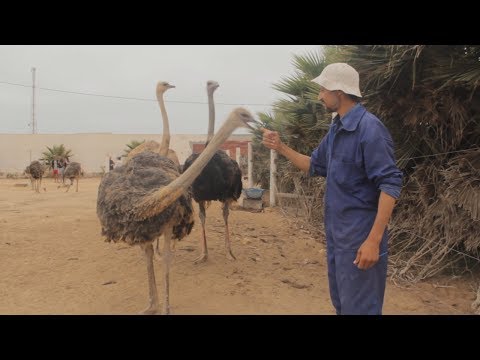 شاهد  طريقة واضحة لتربية النعام