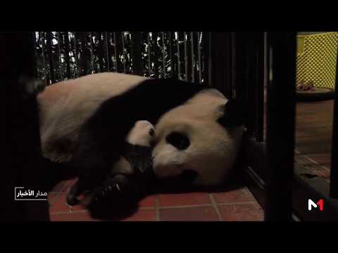 شاهد ولادة دب باندا عملاق في طوكيو تثير الجدل