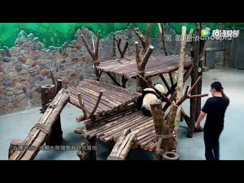 شاهد عمال يعتدون على صغار الباندا بوحشية