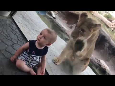 رد فعل غريب لطفل هاجمه أسد