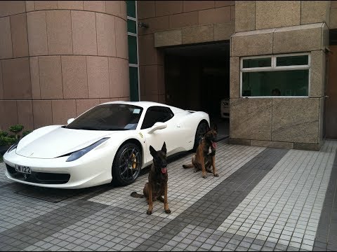 شاهد مهارات كلاب وفية مدربة للحماية الشخصية