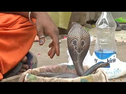 شاهد الهندوس يمجدون ثعبان الكوبرا