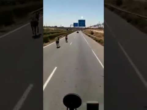 شاهد كيف عطل ثلاثة حمير المرور على اوتوستراد طنجة الدار البيضاء