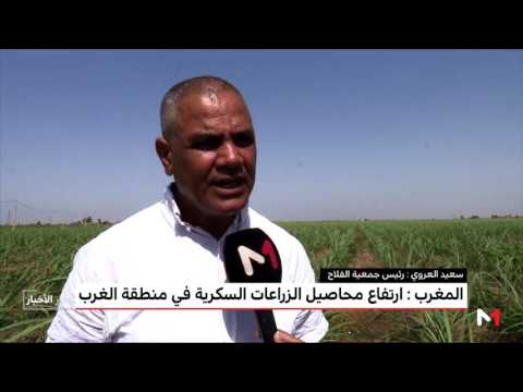 شاهد  ارتفاع محاصيل الزراعات السكرية المغربية