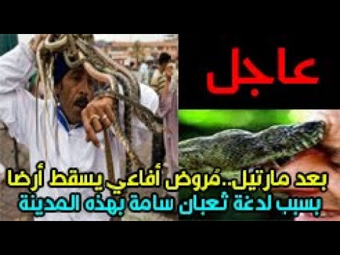 شاهد مُروض أفاعي يسقط أرضًا بسبب لدغة ثعبان سامة في مراكش