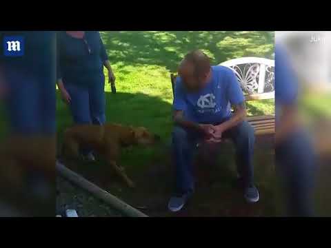 كلب لم يتعرف على صاحبه في البداية