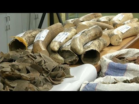 شاهد حجز شحنتين من العاج المهرب في مطار كوالالمبور