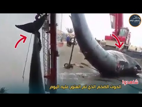 شاهد العثور على حوت ضخم في ميناء طانطان