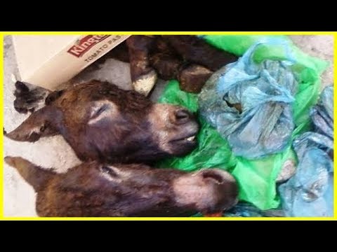 شاهد  العثور على رأس داخل حاوية قمامة في القنيطرة