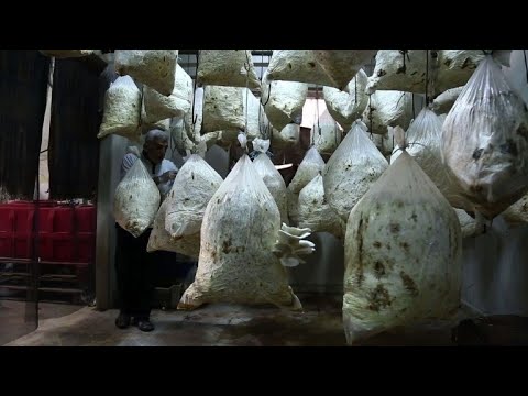 شاهد  سكان دوما السورية يستبدلون الفطر باللحوم