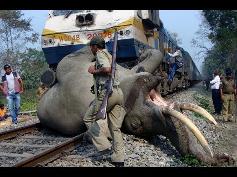 شاهد قطار يقتل 3 أفيال في مشهد درامي مؤثّر للغاية