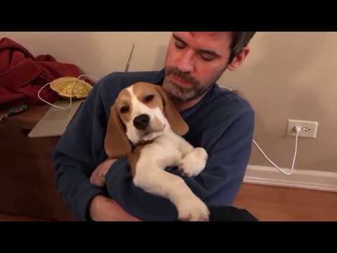 شاهد كلاب مميّزة لا تريد ترك أصحابها أبدًا