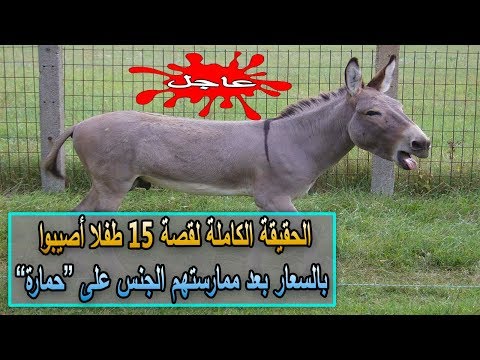 شاهد حقيقة إصابة 15 طفلًا في المغرب بداء السعار