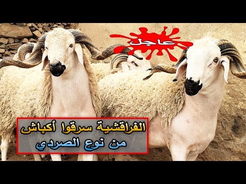شاهد  سرقة أكباش من نوع الصردي في بركان