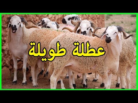 حكومة العدالة والتنمية تمنح عطلة طويلة لمناسبة عيد الأضحى 