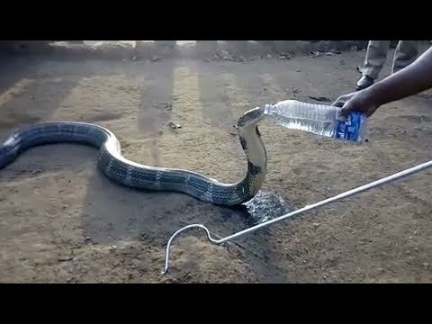 10 أشخاص أبطال أنقذوا حياة الحيوانات