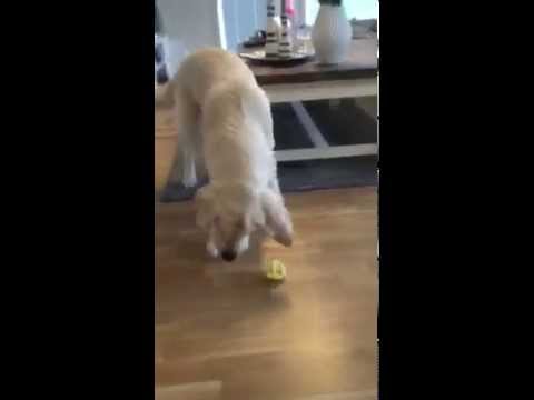رد فعل كلب يتذوق الليمون للمرة الأولى شاهد