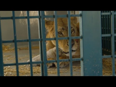 شاهد لبوة كانت في حديقة حيوان حلب أنجبت شبلا في الأردن