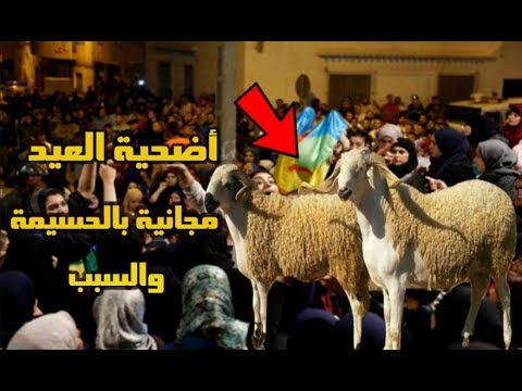 شاهد أضاحي العيد في الحسيمة هذا العام شبه مجانية