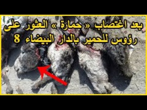 العثور على 8 رؤوس للحمير في مدينة الدار البيضاء