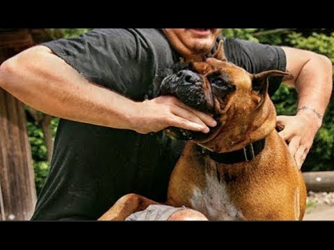 شاهد أخطر وأشرس أنواع الكلاب التي تهاجم البشر