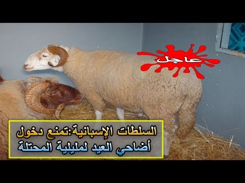 السلطات الإسبانية تمنع دخول الأضاحي من المغرب إلى مليلية