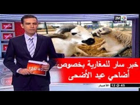 بالفيديو  زيادة عدد أضاحي العيد المعروضة في المغرب
