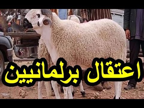 السلطات الإسبانية تقبض على عدد من المغربيين بينهم 4 برلمانيين