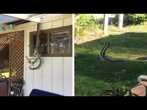 بالفيديو بريطاني يرصد تزاوج ثعابين أمام نافذة مطبخه