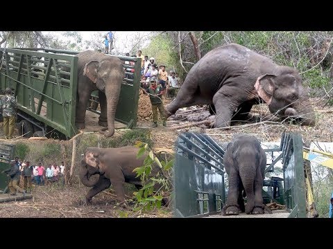 شاهد كيف يقوم الهنود باحتجاز الفيلة رغم ضخامتها