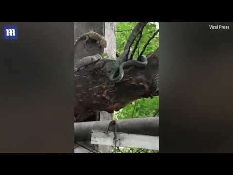 شاهد سحليتان ينقذان صديقهما من بطن ثعبان