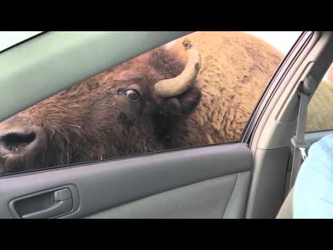 جاموس يهاجم سيارة لسرقة الوجبات الخفيفة