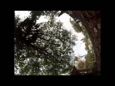 رجل يلقي عقاب قاسيا من النحل بعد قطعه لشجرة