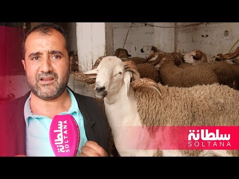 شاهد أجواء وأسعار بيع أكباش عيد الأضحى