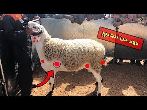 بالفيديو  معلومات مهمة قبل شراء كبش عيد الأضحى