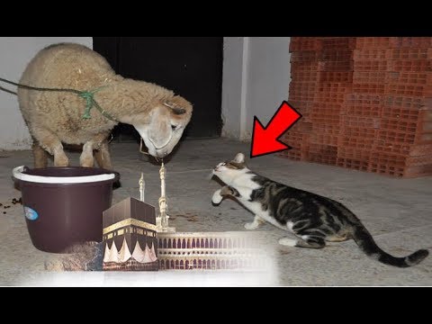 شاهد سر اختفاء القطط في عيد الأضحى