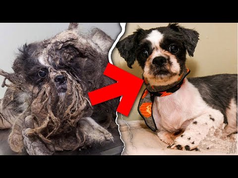 10 كلاب تمكنوا من تغيير طبيعة وجودهم