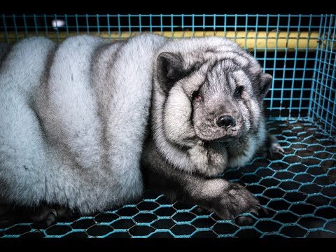 شاهد كيفية تسمين الثعالب لإنتاج الفراء