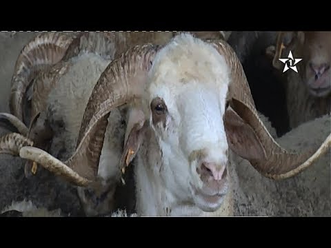المغاربة يقبلون على شراء الأضحية من الضيعات الزراعية