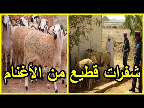 عصابة مجهولة تسرق المواشي والأغنام في الناظور