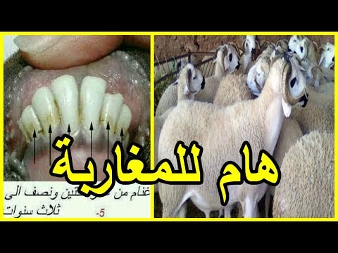 بالفيديو  نصائح يجب اتباعها قبل شراء الخراف