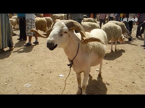 شاهد لقطات حية من أجواء سوق المواشي في خريبكة