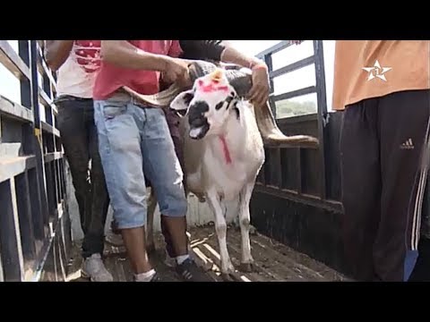 نصائح مهمة لاختيار أضحية عيد الأضحى