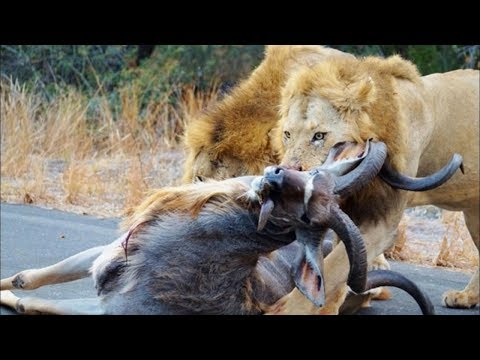 أكثر 10 فرائس سيئة الحظ