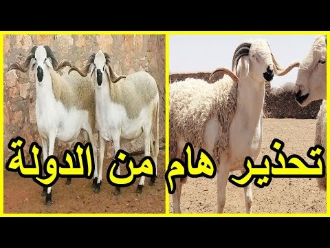شاهد نصائح مهمة من مكتب السلامة الصحية للمغارب