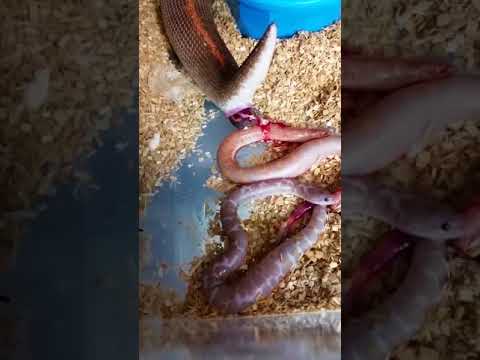 شاهد  كيف تلد الثعابين صغارها في الحدائق