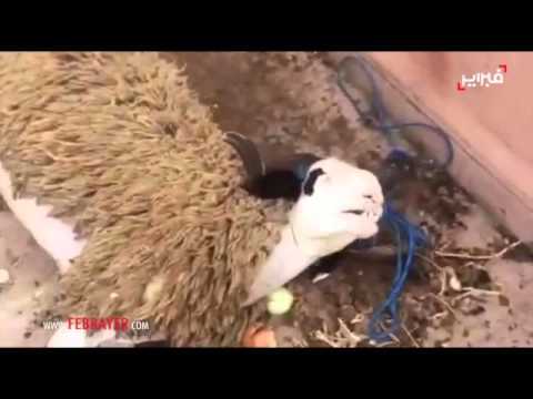 شاهد انتحار خروف ليلة العيد في الدار البيضاء