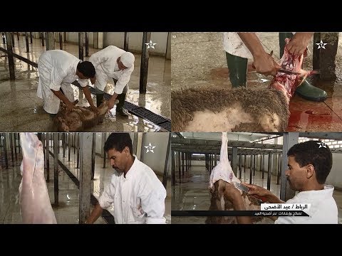 شاهد هذه هي الطريقة السليمة لذبح أضحية العيد